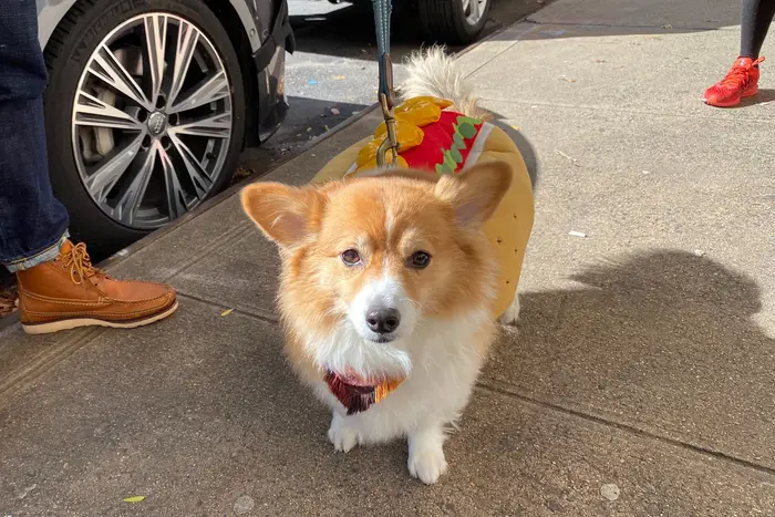 A dog on a leash wearing a hotdog costume over their body.